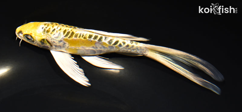 7.25" ARAGOKE KUJAKU BUTTERFLY