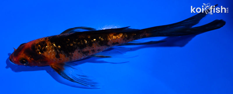 5.25" GINRIN ORENJI BEKKO BUTTERFLY