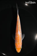 5.75" OCHIBA SHIGURE