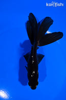 5.25' WATONAI GOLDFISH