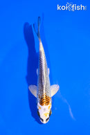 5" KUJAKU
