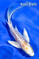 5" GINRIN ARAGOKE LEMON HARIWAKE BUTTERFLY