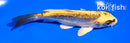 5" KIN KIKOKURYU