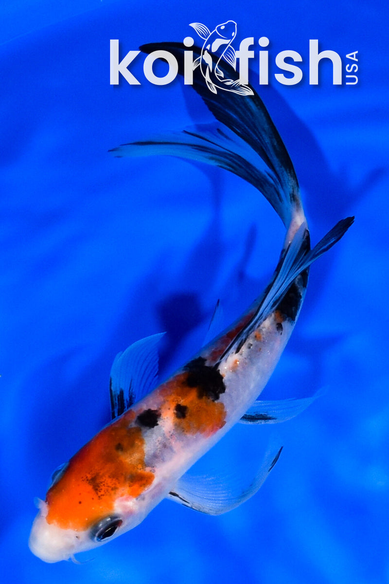 5.5" SANKE BUTTERFLY