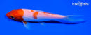 5.75" KOHAKU