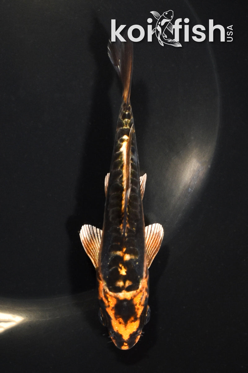 5" BENI KIKOKURYU