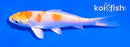 4.5" LEMON HARIWAKE