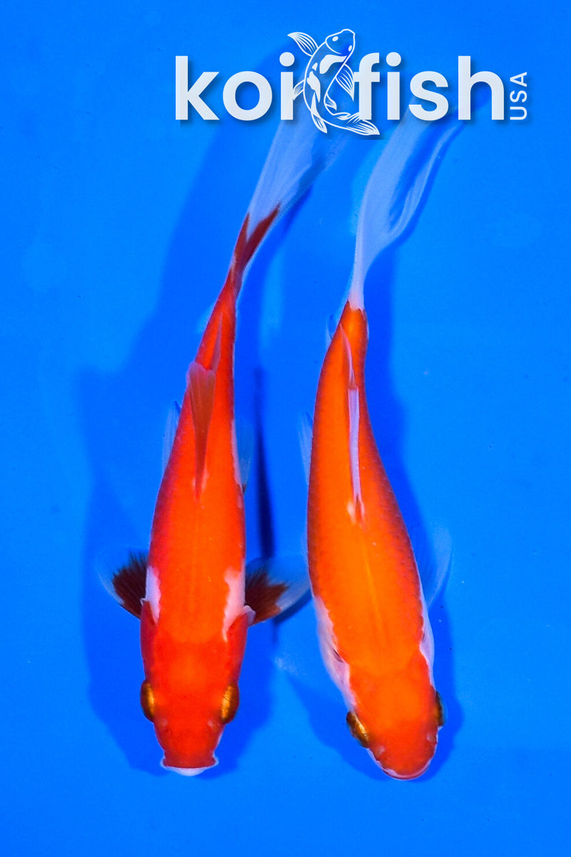 PAIR OF (2) 5" COMET GOLDFISH