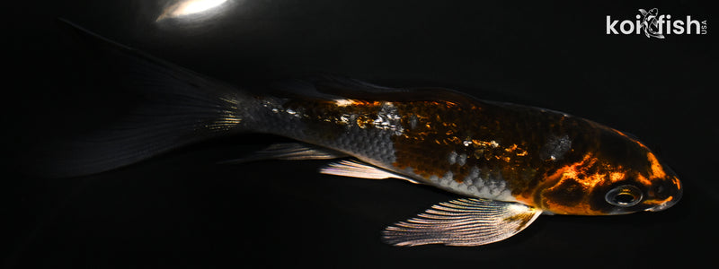 4.75" GINRIN BENI GINGA BUTTERFLY