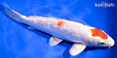 9.25" GINRIN MARUTEN HARIWAKE
