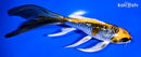 5.75" GINRIN KI GINGA BUTTERFLY