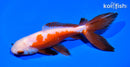 6" WATONAI GOLDFISH