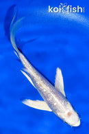 4.5" GINRIN PLATINUM OGON BUTTERFLY