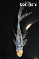 7.5" SHUBUNKIN GOLDFISH