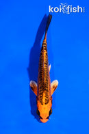 5" ARAGOKE ORENJI MATSUBA