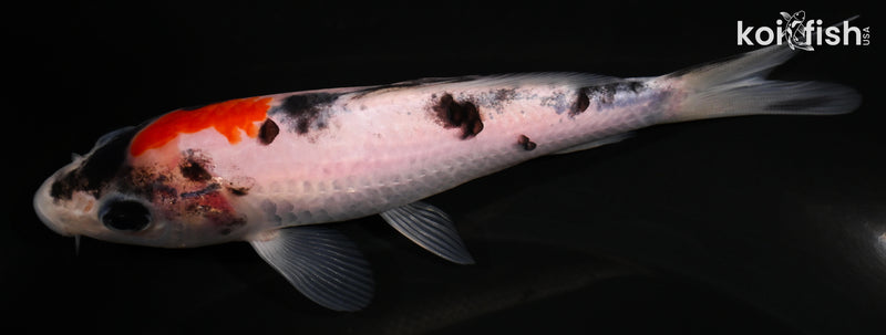 4.75" GOSHIKI