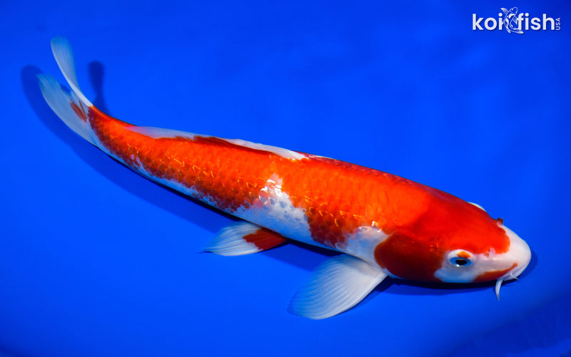 12.5" GINRIN KOHAKU