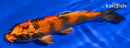 5.5" KIN HI UTSURI