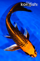 10.75" ORENJI MATSUBA BUTTERFLY