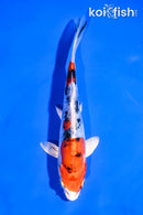 5.5 LEATHER HEISEI NISHIKI