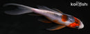4.5" HI ASAGI BUTTERFLY