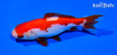 5" SARASA WAKIN GOLDFISH