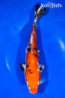 10.5" HEISEI NISHIKI