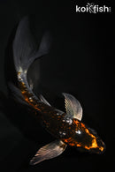 4.75" GINRIN BENI GINGA BUTTERFLY