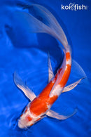 10.5" HARIWAKE BUTTERFLY