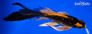7.25" GINRIN ORENJI MATSUBA BUTTERFLY