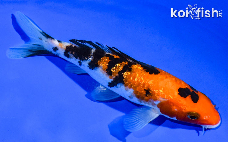 6" GINRIN SANKE