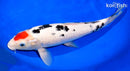 14.5" TANCHO SANKE