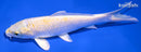 6.25" LEMON HARIWAKE