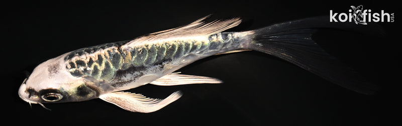 5.25" ARAGOKE KIKOKURYU BUTTERFLY