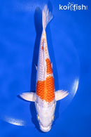 7.5" HARIWAKE