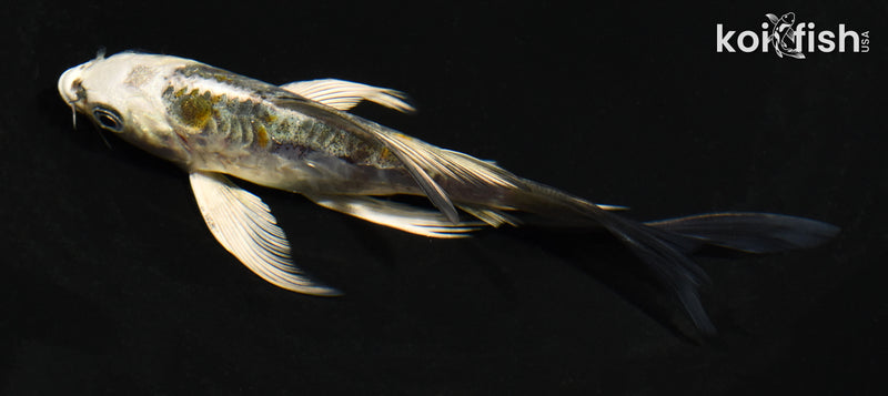 4.5" ARAGOKE KIN KIKOKURYU BUTTERFLY