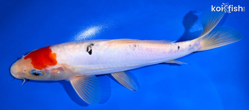 10.5"DOITSU TANCHO SANKE