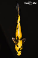 11.75" KIN KI UTSURI