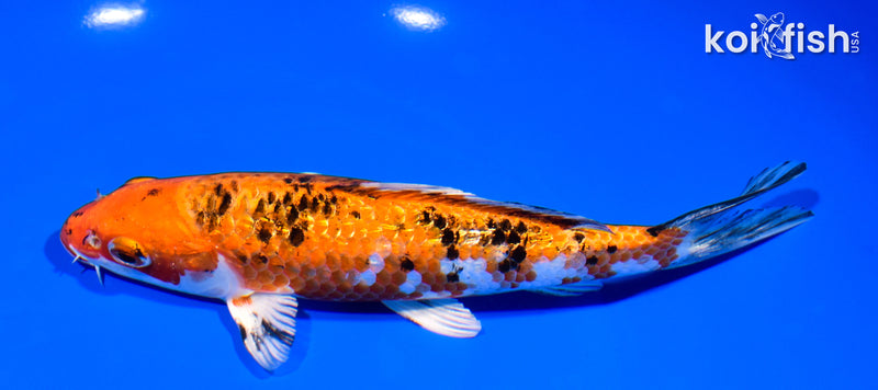 7.25" GINRIN YAMATO NISHIKI