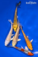 PACK OF (5) 4-4.5" STANDARD KOI