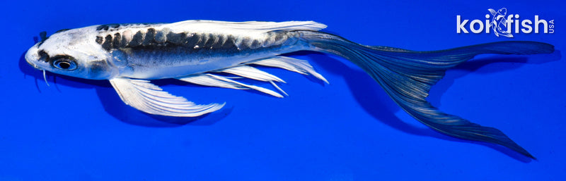 6" KIKOKURYU BUTTERFLY