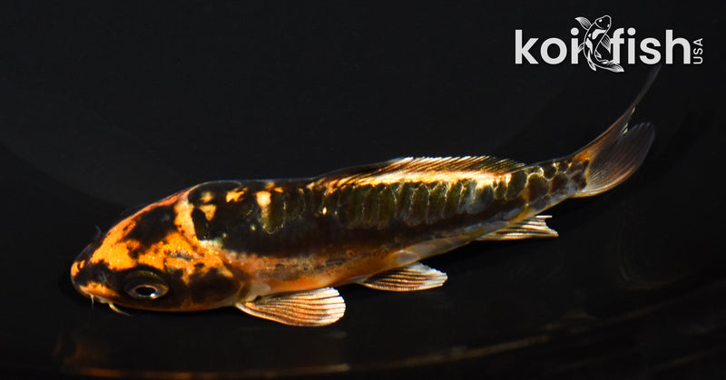 5" BENI KIKOKURYU