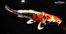 11" BENI KIKOKURYU