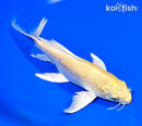 7.75" YAMABUKI OGON