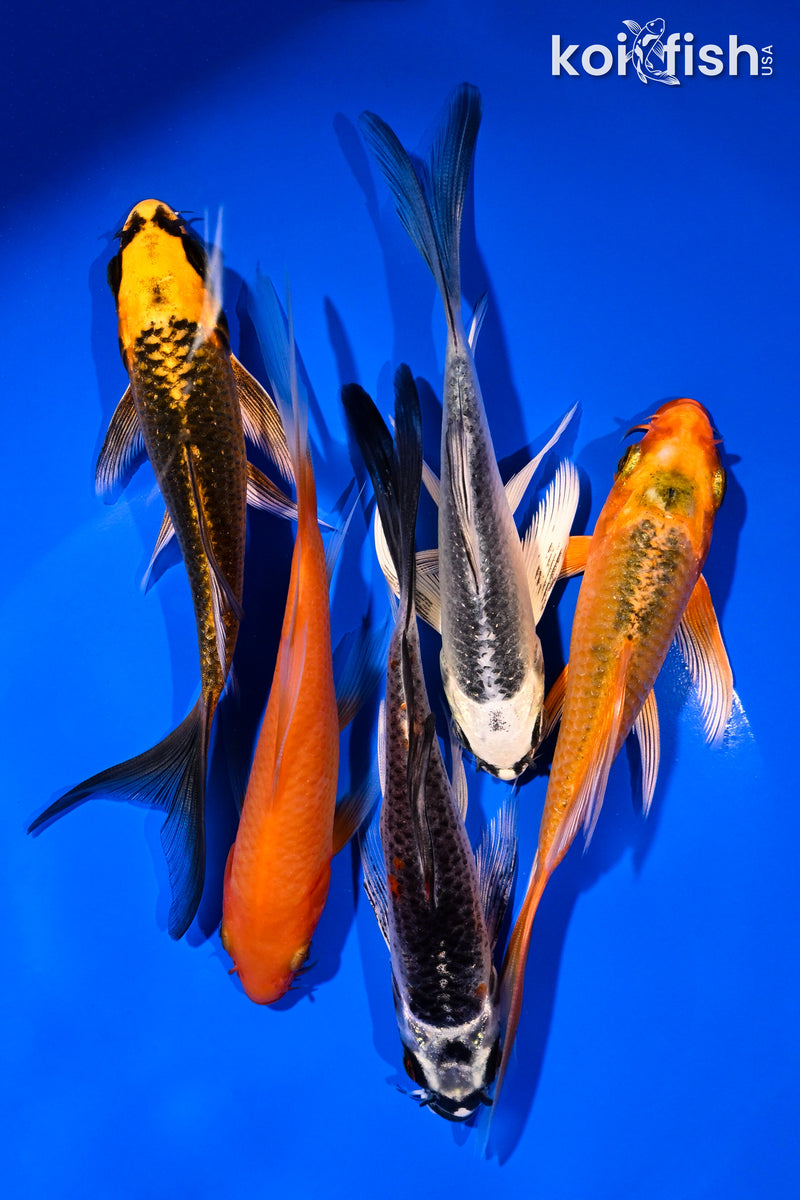PACK OF (5) 4.5-6" BUTTERFLY KOI
