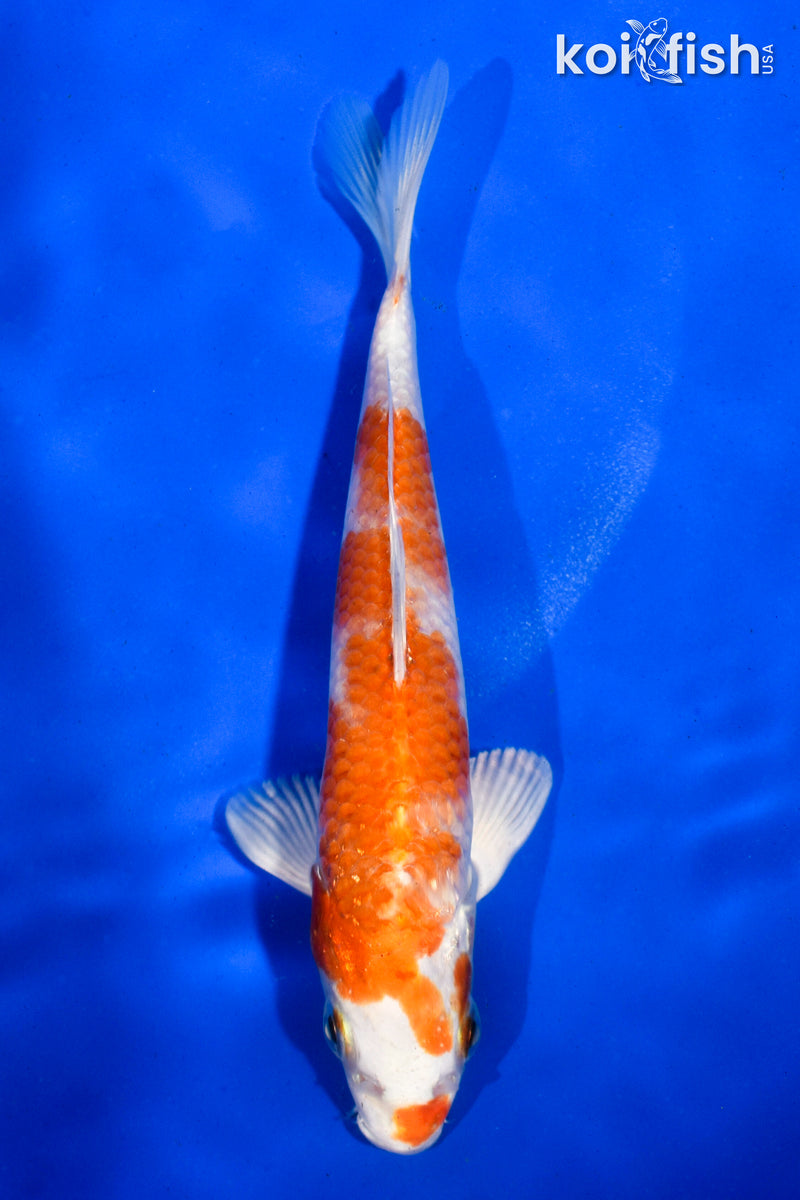 5.5" HARIWAKE