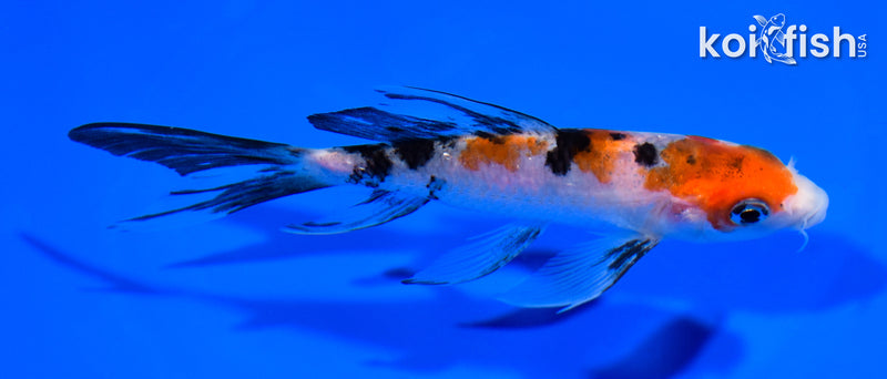 5.5" SANKE BUTTERFLY