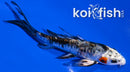 4.25" BENI KIKOKURYU BUTTERFLY