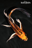 8" BENI KIKOKURYU BUTTERFLY