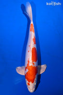 14" KIKUSUI